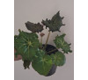 Бегонія  дрібно щетиниста (Begonia strigillosa )
